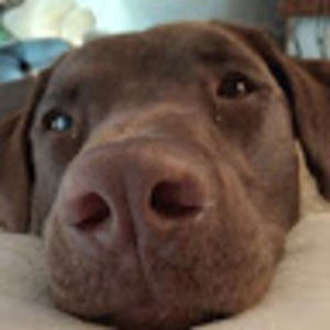 Meet your Posher, Abby